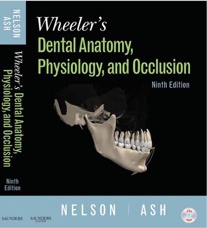 wheelers dental anatomy
